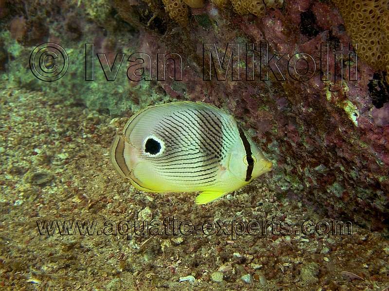 Chaetodon capistratus